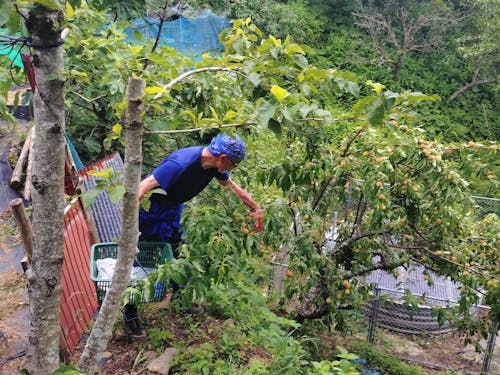 ほとんど自給自足の農業をしている方も
