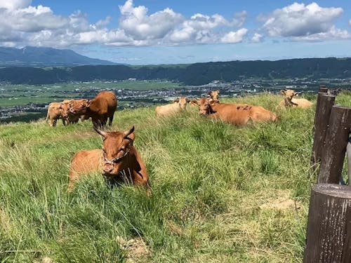 阿蘇パノラマライン沿いの牧野で放牧されている牛