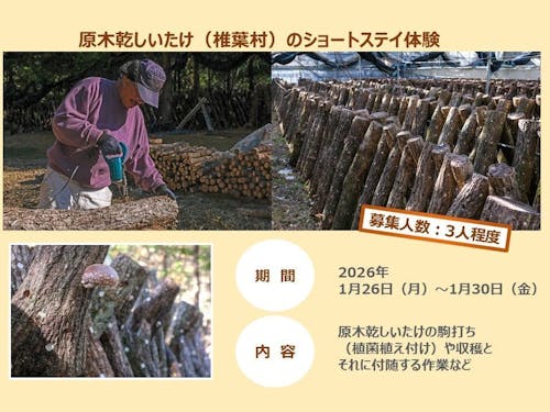 原木乾しいたけの仕事参加者募集(宮崎県東臼杵郡椎葉村)