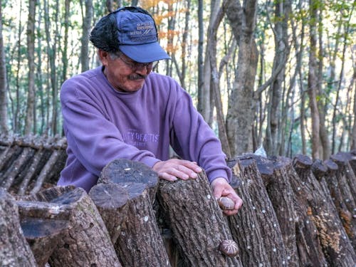 原木しいたけの収穫の様子