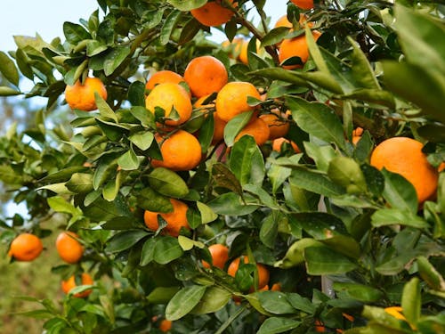 移住・就農した先輩農家さんのみかん農作業をお手伝い!農作業体験コース