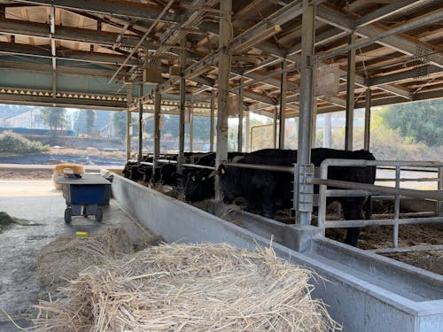 家畜の飼育を通じて畜産を専門的に学びます!