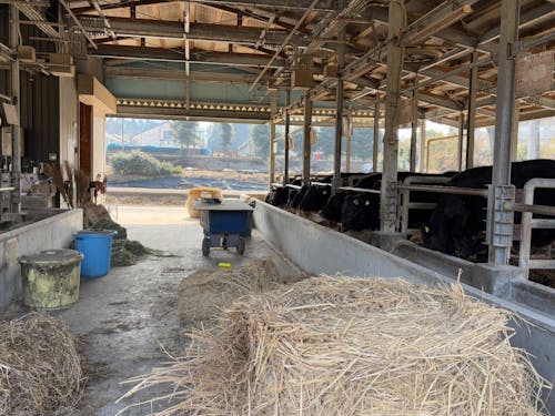 家畜の飼育を通じて畜産を専門的に学びます!