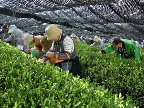 舞鶴茶の茶摘み
