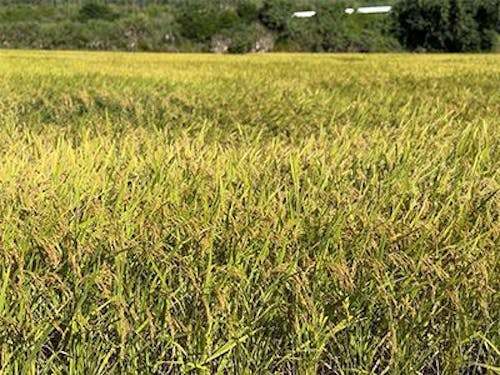 【課題解決】収穫前の伊是名島産のお米