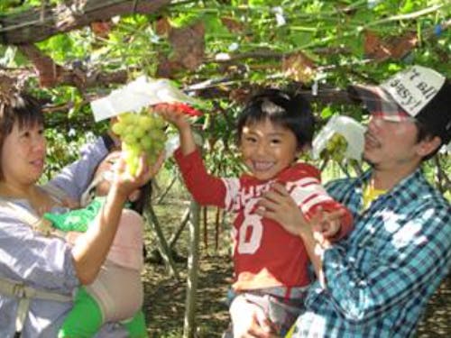 ぶどう狩りの風景