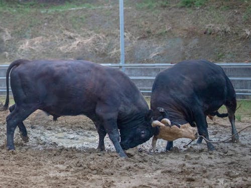闘牛文化体験(伊仙町)