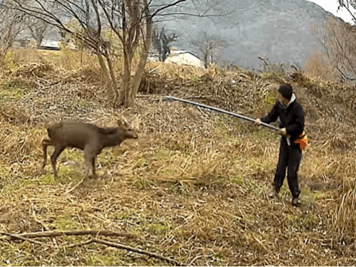 シカの生け捕り