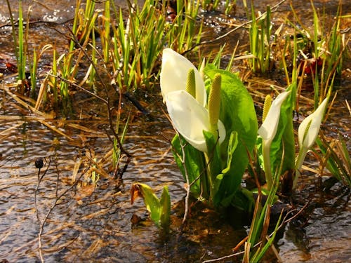 町花のミズバショウ