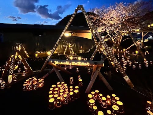 夜桜竹あかりの様子