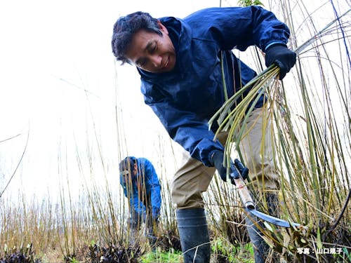 杞柳細工の原料となる「コリヤナギ」