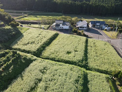 そば畑の中に浮かぶ店と加工施設
