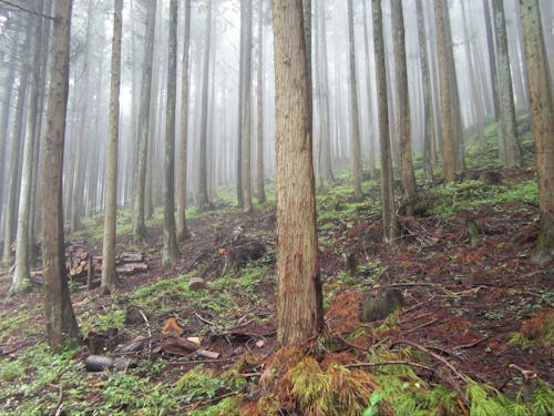 秩父市の市営林