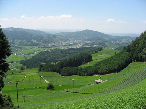 町全体がお茶畑!空気もおいしい茶源郷・和束町