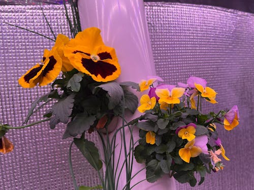 エディブルフラワーもバッチリ