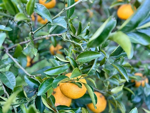 萩市・大井の甘夏は「やまぐちブランド」になっている。