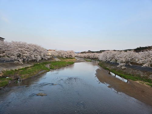 田村市のお気に入りの風景(桜並木)