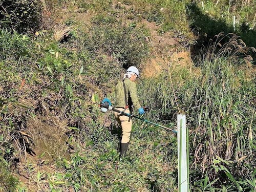 下刈り作業の様子