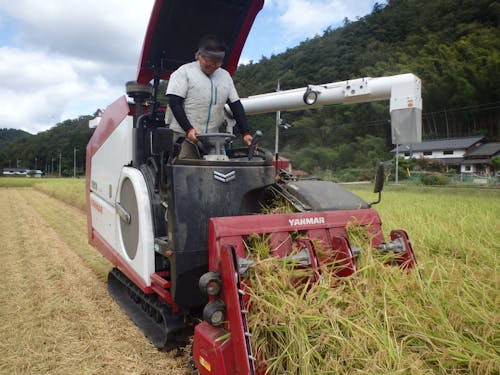 コンバインでの収穫