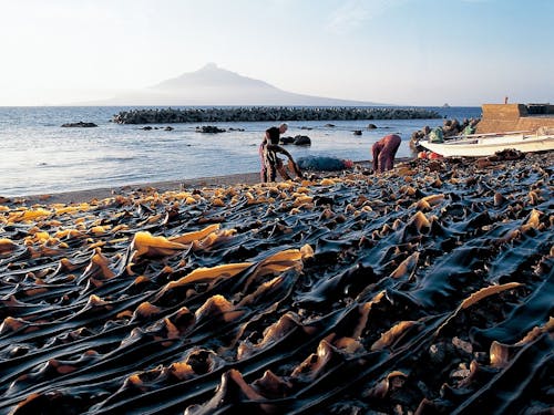 礼文島の主要産業 漁業 昆布干しの様子