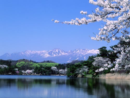 日本最古の公園といわれている「南湖公園」
