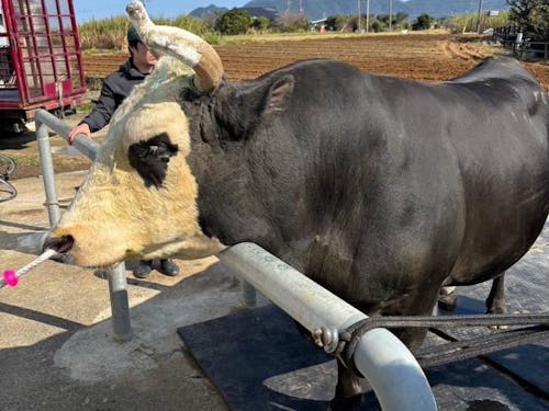 【アテンド例】闘牛ふれあい体験