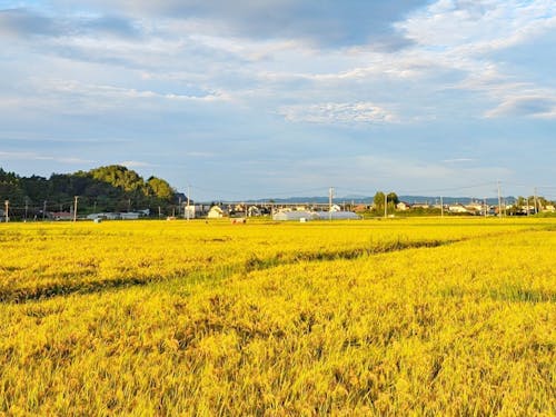 いよいよ収穫 稲刈り前の風景