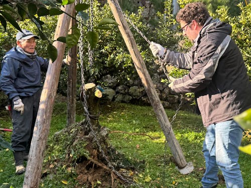 チェーンブロックでかんきつの伐根体験なんていうのも