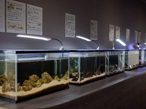 ミニ水族館の展示スペース