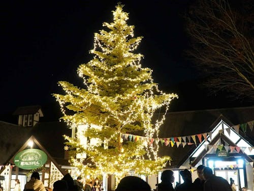 長谷の冬の風物詩にしたいとの、みんなの願いからはじまりました🎄