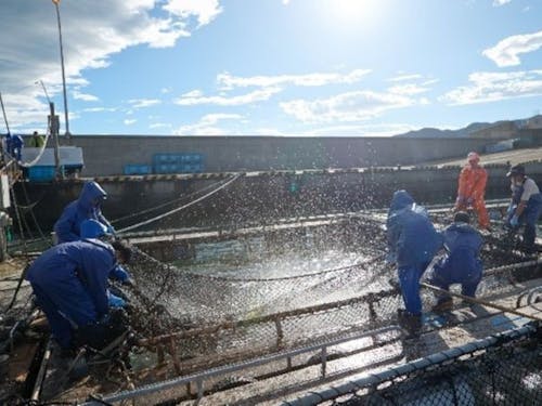 ハマチ出荷作業