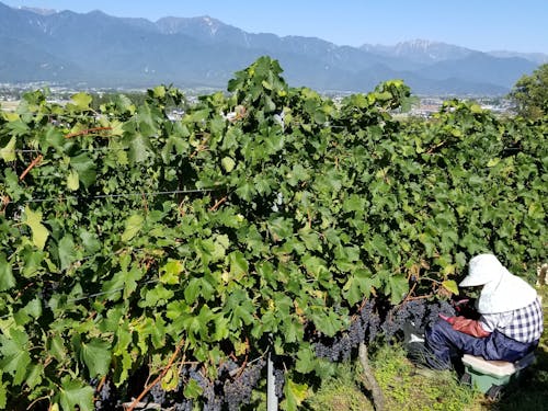 ワイン用ブドウの収穫(池田町)