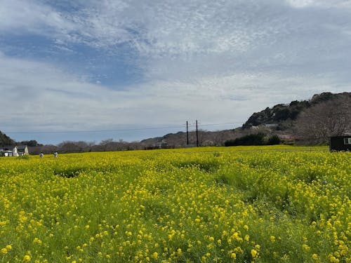 3月の南伊豆は菜の花が楽しめます！