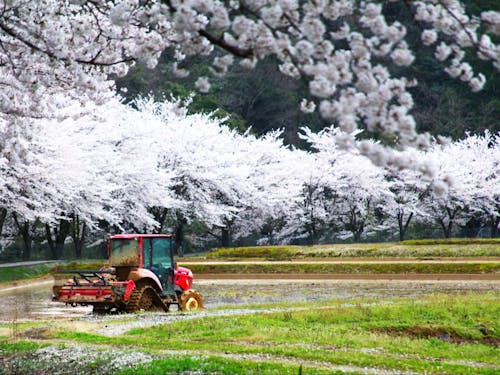 近所に農家さんが住んでいる安心感は、ハンパないです。