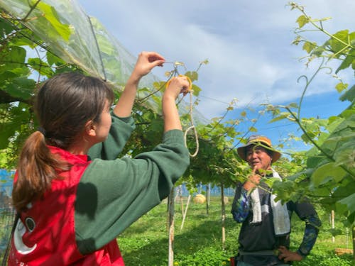 ぶどうのつる切り作業体験