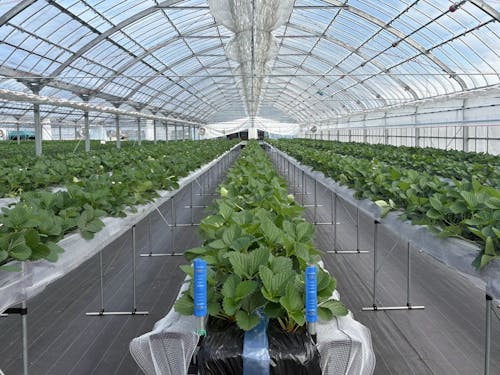 土網さんのいちご栽培ハウス