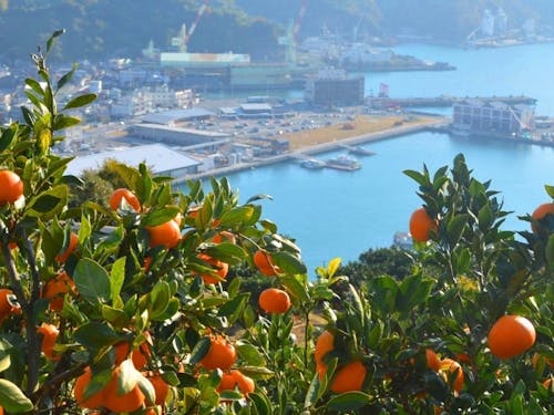 みかんと水産物豊かな八幡浜市（えひめ移住ネットより）