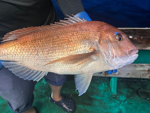 森林が豊かだからこそ取れる魚種も豊富で、島の恵みをいただくことができます