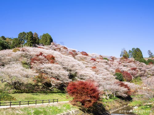 豊田市小原地区四季桜
