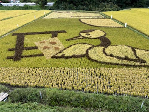 田んぼアート