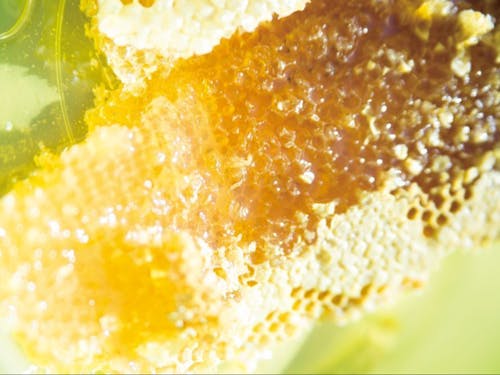 採れたてのハチミツ