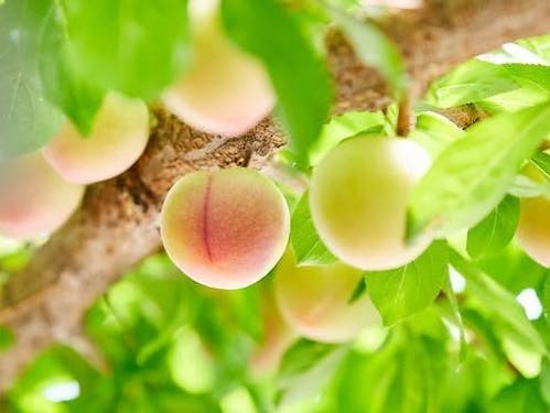 生産量全国NO.1のハニーローザ