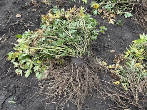 ヤマトトウキの根