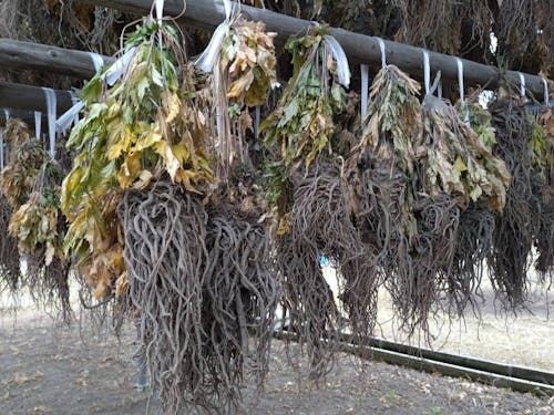 掘り起こした後、土がついたまま２～３カ月程度乾燥させ、次の工程に移ります。