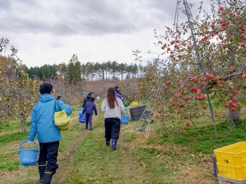 りんご農家さんの見学(一例)