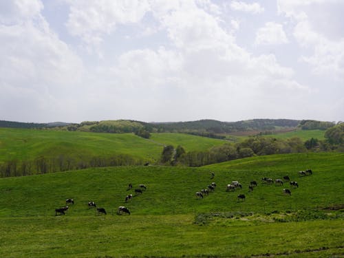 大野地区の放牧風景