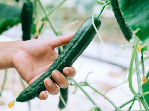 農業をはじめる方も多いですよ。