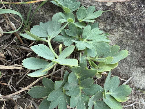 沿岸部に自生するボタンボウフウ