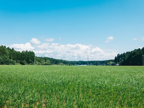くまの地域づくり協議会が活動する熊野地区は山間部にあり、能登の里山が広がる