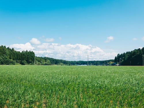 くまの地域づくり協議会が活動する熊野地区は山間部にあり、能登の里山が広がる